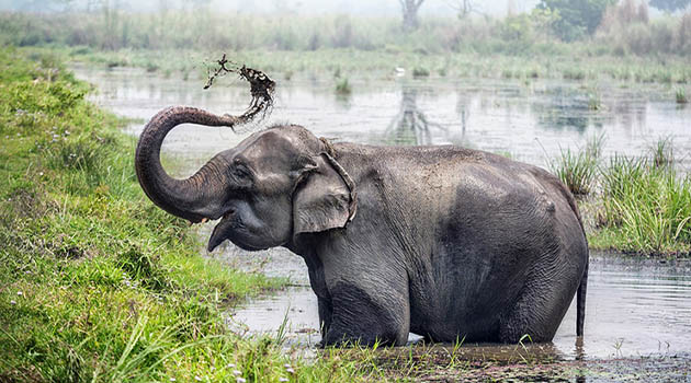 Jungle Safari in Chitwan National Park